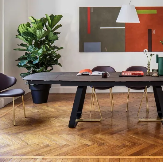 Holly chair by Calligaris